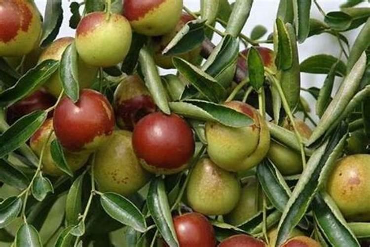 枣树施肥很重要,施微肥应该注意些甚么？