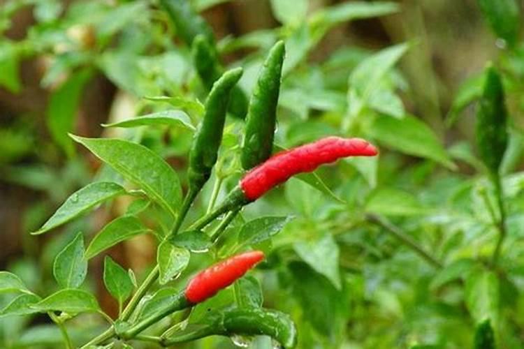 辣椒用什么肥料做追肥最好