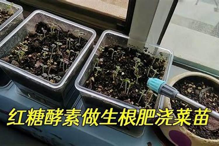 红薯叶怎样晒干保存？