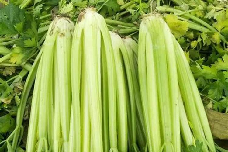 西芹三个月了该用冲施肥不？用什么样的好啊？