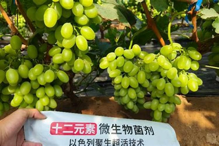 板栗树只开花不结果是怎么回事只开雄花不见雌花？