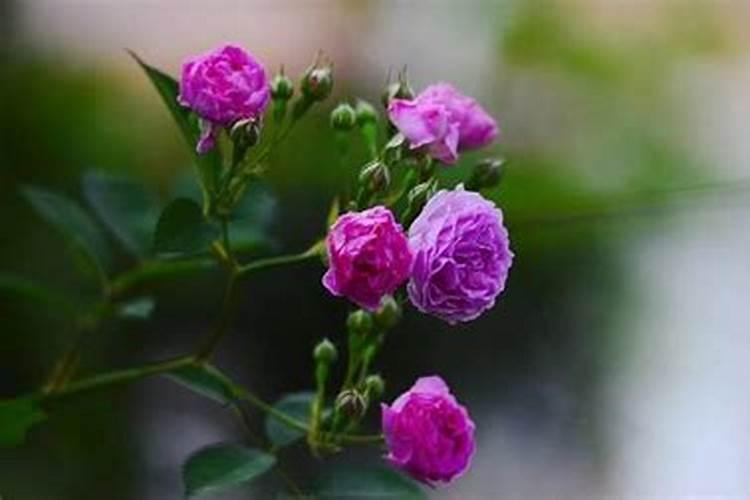 盆栽蔷薇花的养殖方法