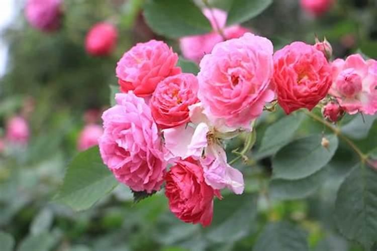 蔷薇花和月季花长的白粉病有什么办法治一下吗？而且现在花苞非常多让我...