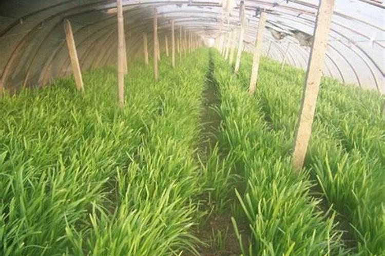 请问韭菜施什么肥好？谢谢