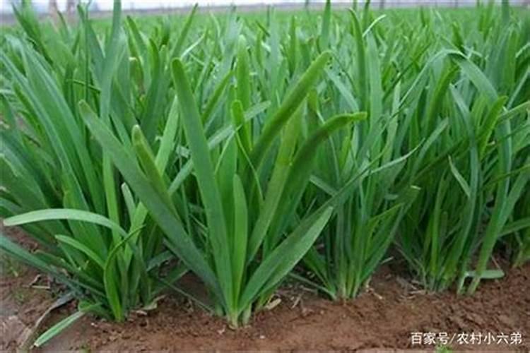 韭菜如何施肥 韭菜施肥时间