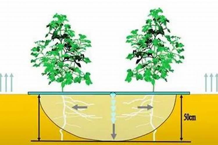 玉米穗腐病是什么原因造成的