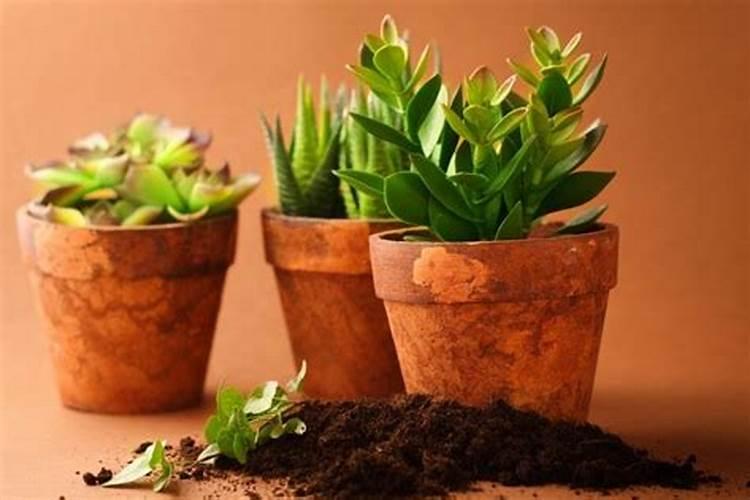 西瓜地用什么钙肥施底肥好？