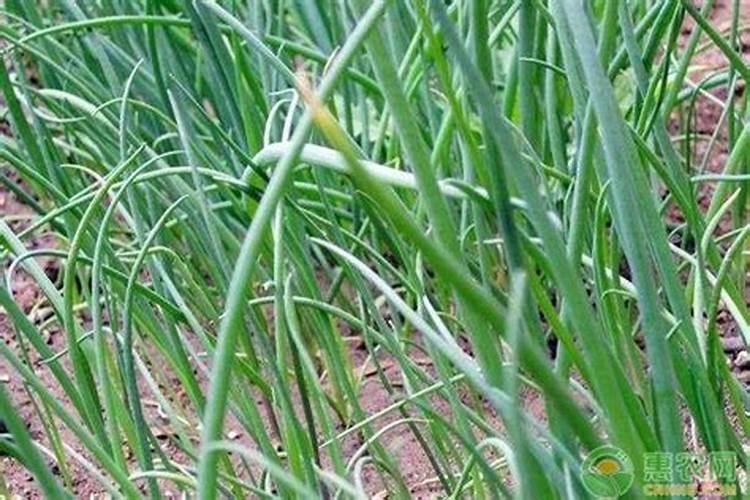 小葱用什么肥料最好