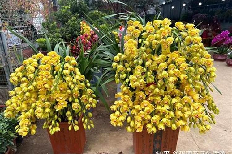 换盆后多久可以施肥