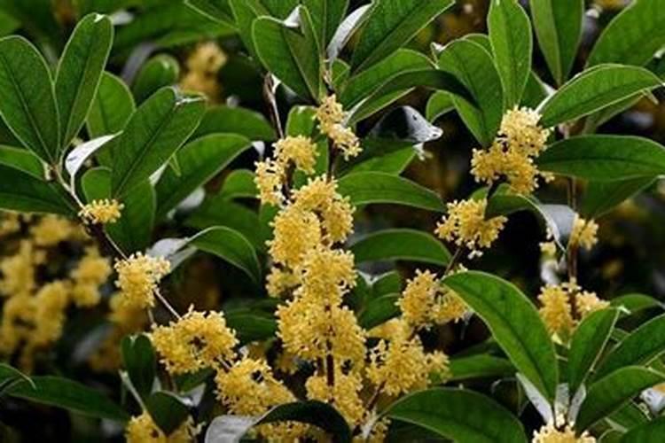 如何给桂花树施肥