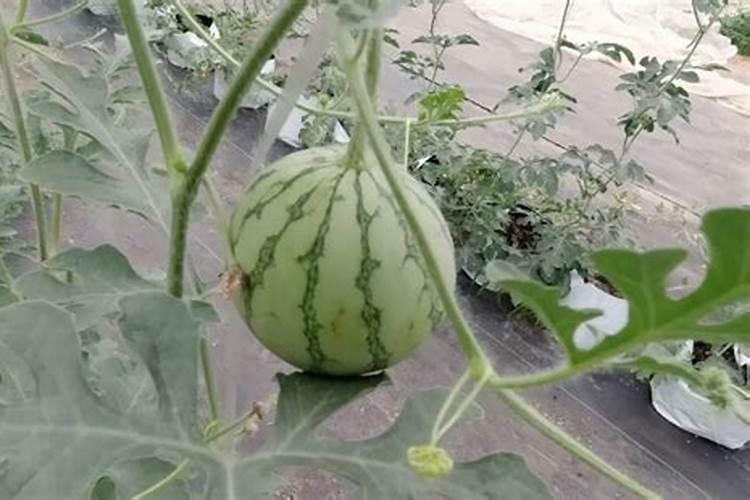 杨树苗施肥的最佳时间 施什么肥生长更旺盛