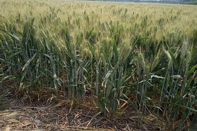 小麦倒伏后重新直立的原因