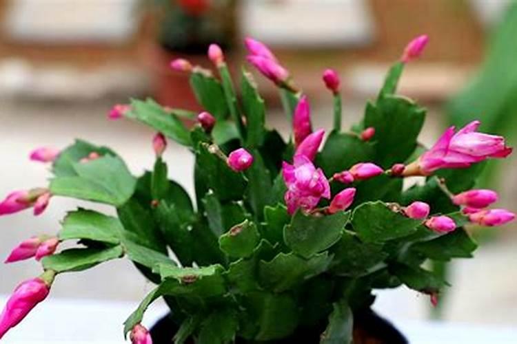 蟹爪兰什么时候施肥施什么肥好