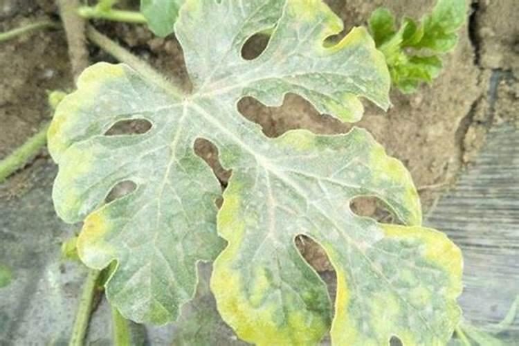 西瓜中期发黄干叶打什么药