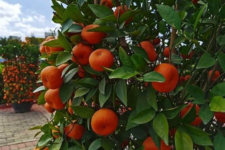 甲壳素腐植酸甲水容肥能用于大白菜吗？