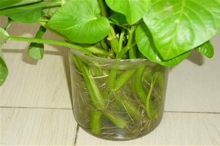 植物需要什么养分？ 聊一聊其他的营养元素