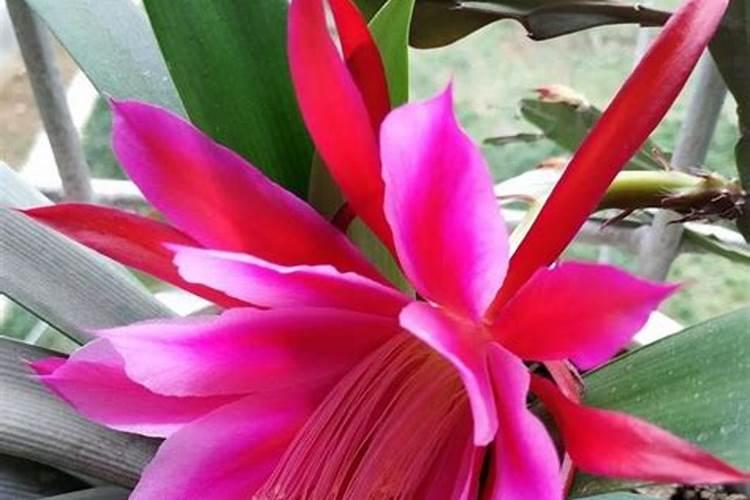 施什么肥能使令箭荷花枝条健壮？