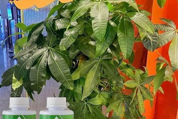 海棠花施什么肥好