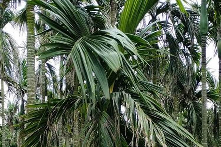 槟榔树保花保果用什么农药