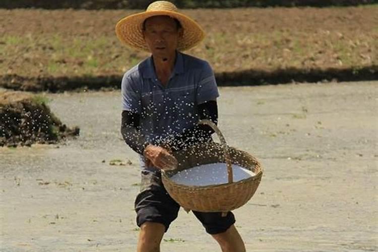 秧苗插下去十五日施什么肥