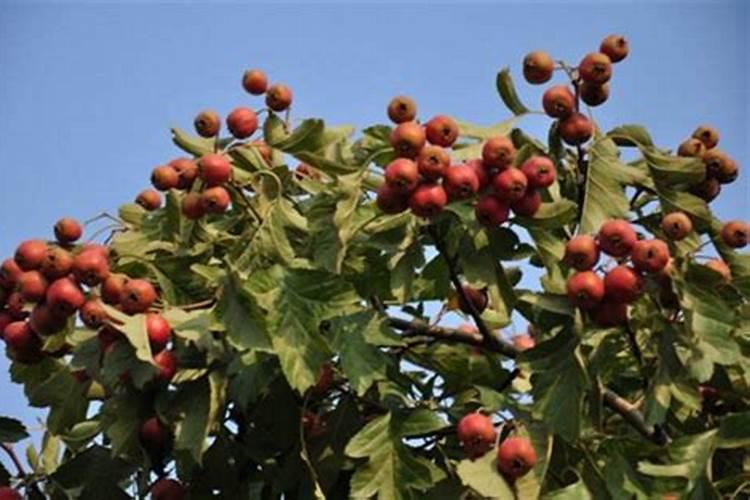 山楂树施肥的最佳时间和方法