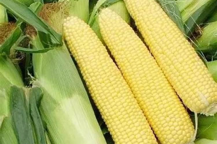 玉米金大棒叶面肥多少钱一瓶