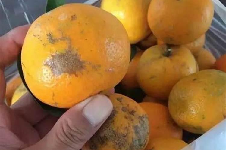 沃柑控梢用钾肥过多有什么后果？