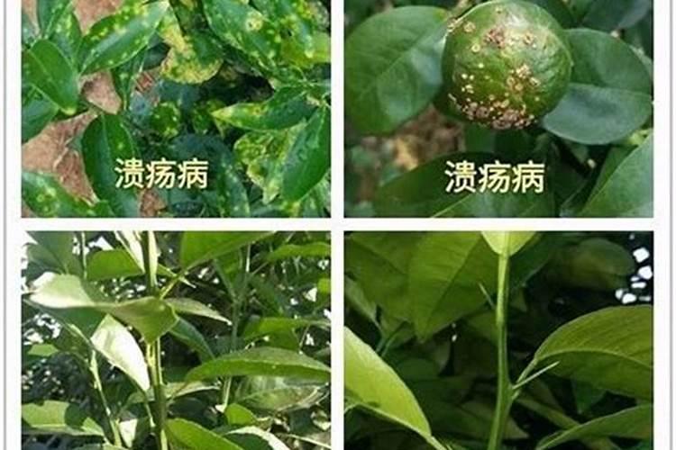 沃柑里面发霉什么回事