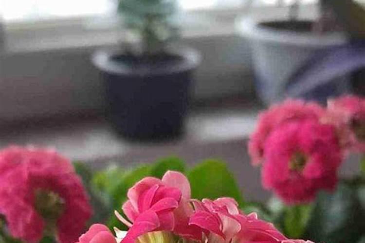 水稻缺钾症状有哪些