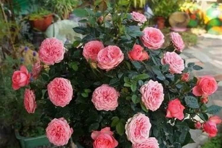 水稻缺钾的赤枯型症状有哪些特征？