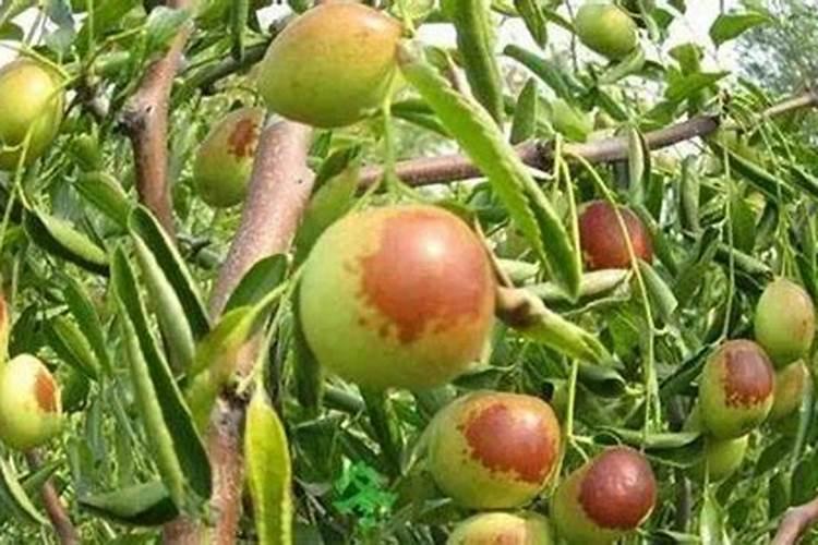 白兰花秋天可以换盆吗