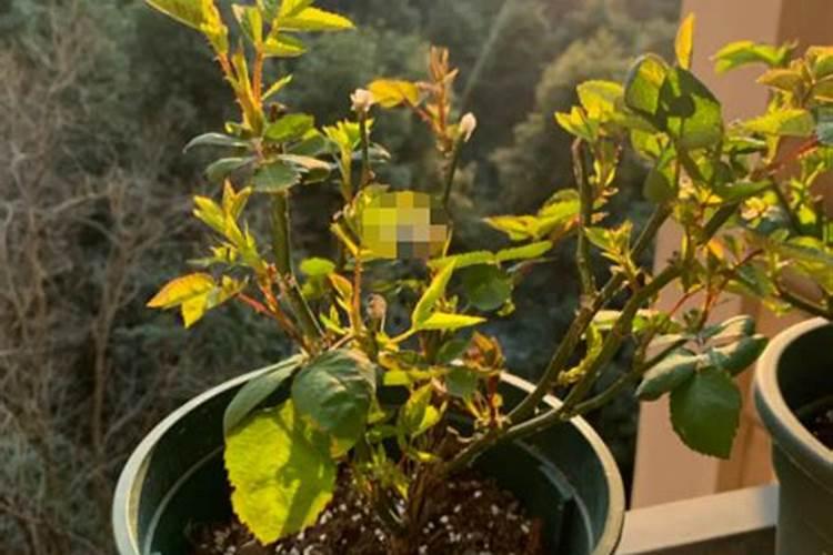 牡丹花施什么肥料最好