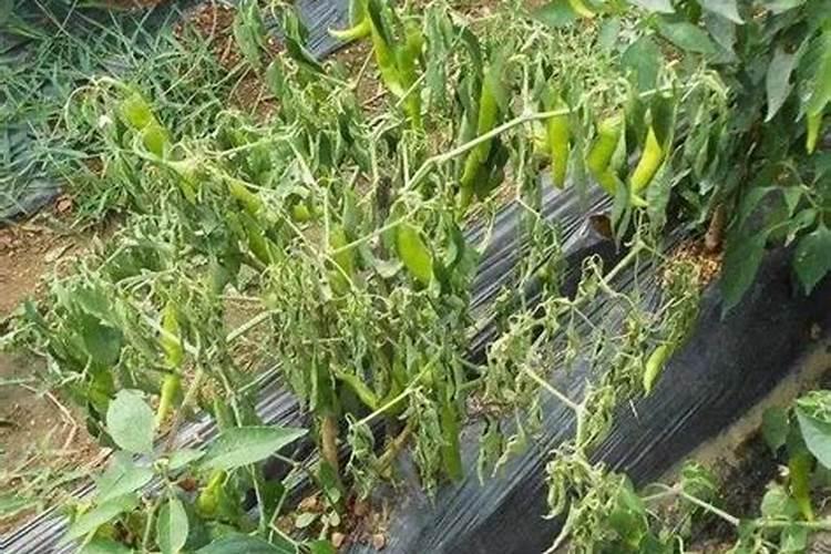 辣椒喷什么叶面肥结果多 多久喷一次