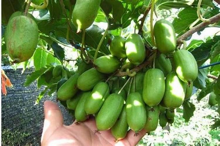 钾肥什么时候用