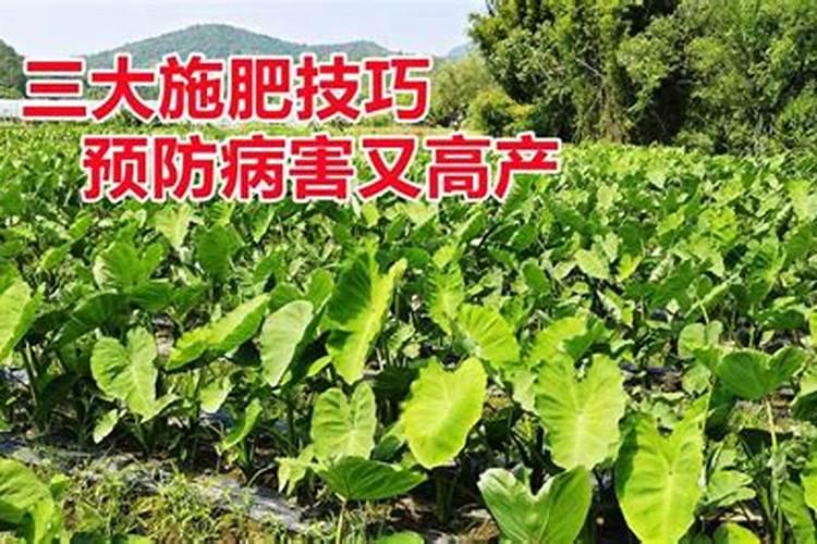 紫牙芋头后期怎么管理