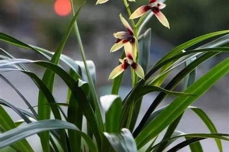 盆栽石斛兰花的叶面肥哪那种好 盆栽石斛兰花的叶面用什么肥料好