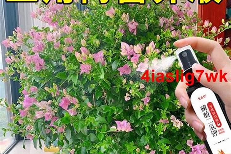 三角梅用什么肥料催花