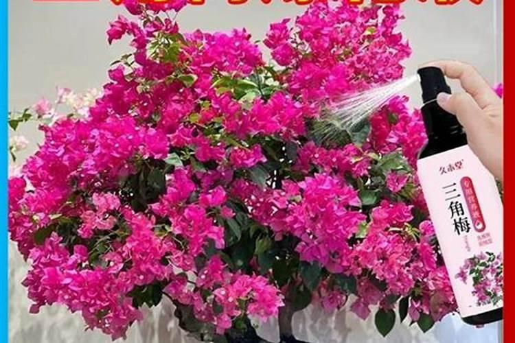 三角梅用什么肥料催花