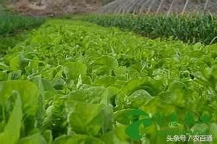 蔬菜出苗后怎样追肥