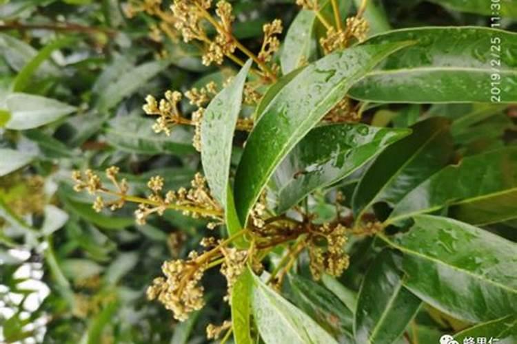 荔枝花芽分化期施什么肥、荔枝施肥管理技术