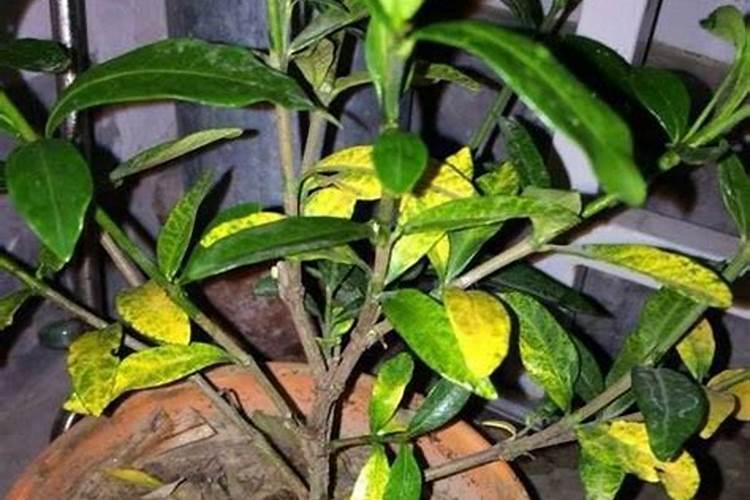 栀子花为什么只长叶子不开花