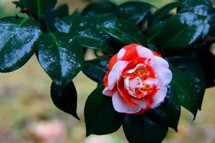 新栽茶花多久才施肥 新种茶花需要多久施肥