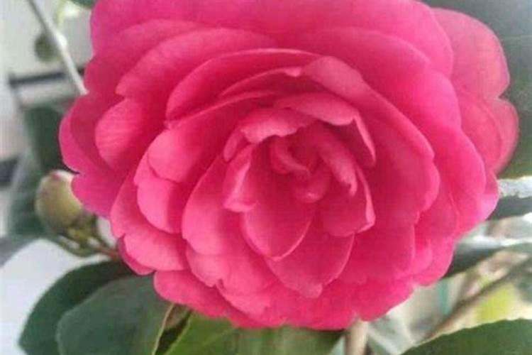 茶花的移栽多久施肥