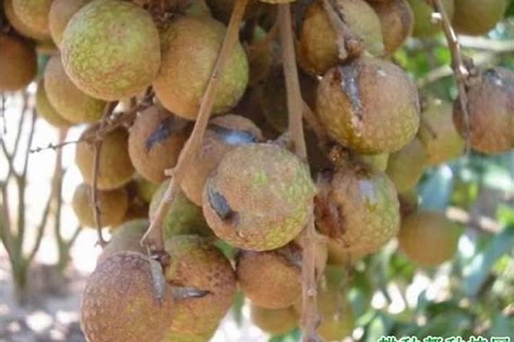 玉树如何施肥？