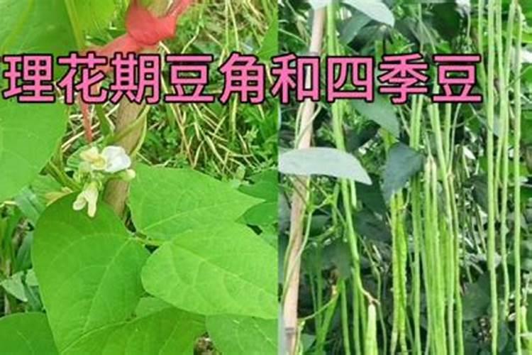 架豆角种植技术与管理