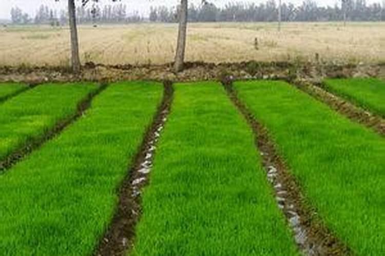 水稻稻苗黄尖子是怎么回事？