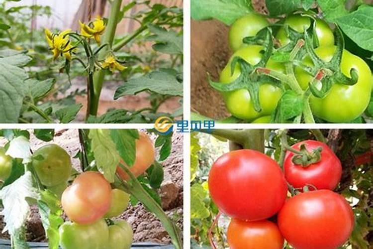 种菜慎用这些肥料