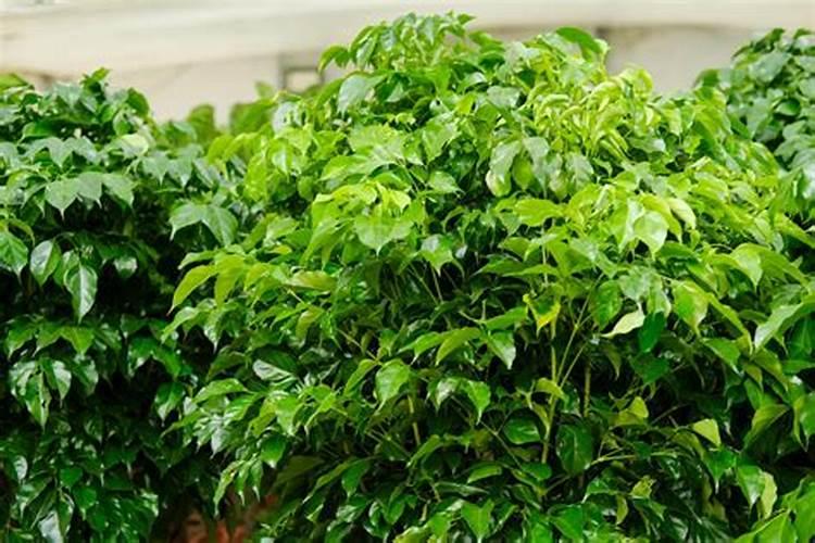 绿宝树怎么施肥