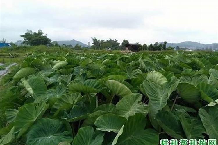 国内水溶肥生产厂家哪个好？国内水溶肥生产厂家哪家好？