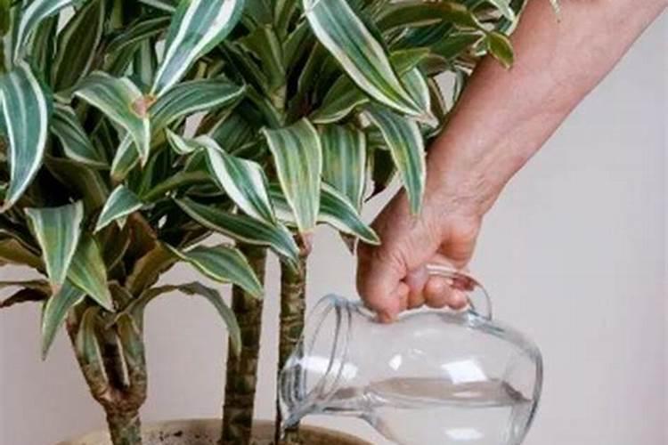 月季小苗服盆后施什么肥